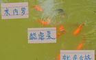 中超強隊，米內(nèi)羅申花C位，前鋒穩(wěn)虐，實力合格。
