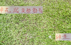 申花引援李可，蓉城租借多特神筆